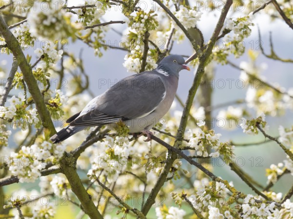 Wood pigeon (Columba palumbus), perched on a branch of a flowering cherry tree, Hessen, Germany,