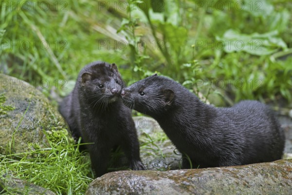 Two American minks (Neovison vison, Mustela vison), mustelid native to North America meeting on