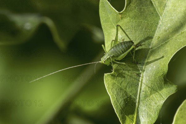 Speckled bush-cricket (Leptophyes punctatissima) male on leaf