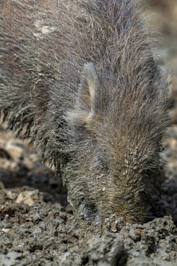 Wild boar (Sus scrofa) close-up of juvenile pig foraging with muddy snout digging in quagmire, mud