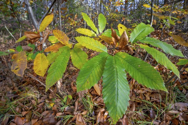 Sweet chestnut tree, Spanish chestnut (Castanea sativa) close-up of leaves in autumn colours, fall