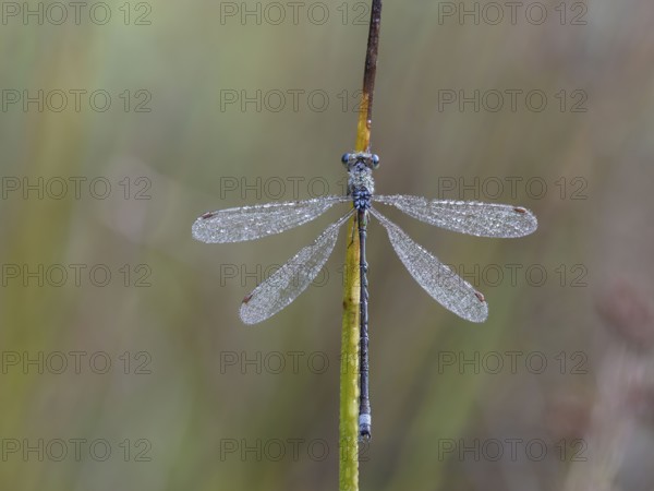 Emerald Damselfly (Lestes sponsa) sits on a rush stalk, the first rays of sunlight dry the wings,