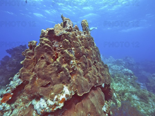 Great star coral (Orbicella faveolata) in clear water, ideal for divers, rich in marine life, dive