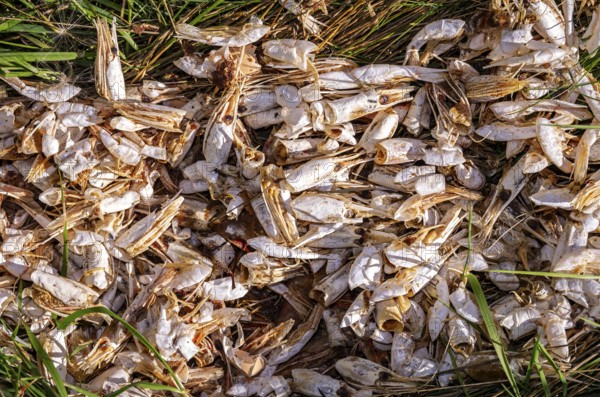 A collection of sun-bleached shells of crustaceans, shrimps, in a meadow
