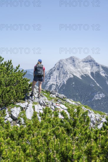 Mountaineer on a hiking trail between mountain pines, mountain peak Seekarspitze in the background,