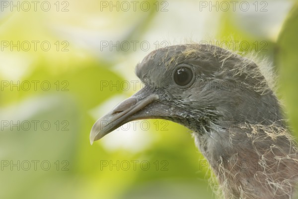 Wood pigeon (Columba palumbus) juvenile baby cobb bird animal head portrait, England, United