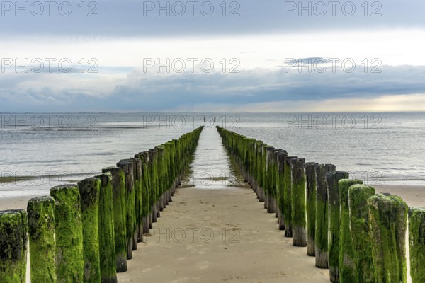 North Sea coast in Zeeland, called Zeeland Riviera, breakwater, made of wooden piles, near
