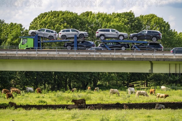 Lorry on the A40 motorway, bridge over the Ruhr and Styrumer Ruhrauen, herd of cattle, dairy cows