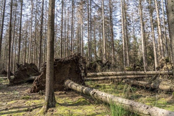 Forest dieback in Arnsberg Forest, northern Sauerland, dead spruce trees, partly uprooted,