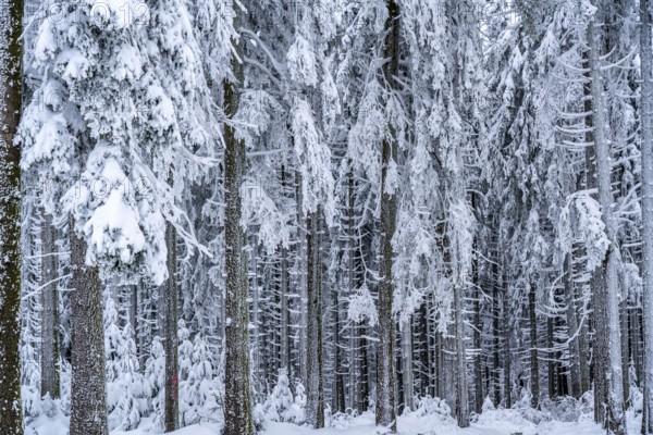 Snow-covered spruce trees, winter in Sauerland, Hochsauerlandkreis, at Kahler Asten, near