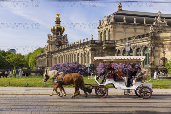 The lilacs bloom magnificently at the Zwinger moat, Dresden, Saxony, Germany, Europe