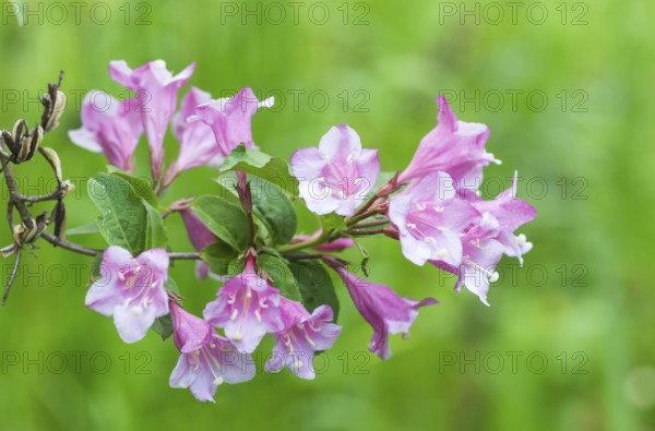 Weigela flowering branch in the botanical garden in spring