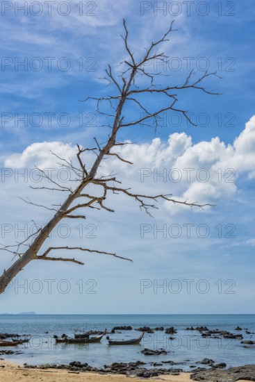 Fishing boats on the coast, tree, dead, clouds, blue sky, picturesque, travel photo, longtail boat,