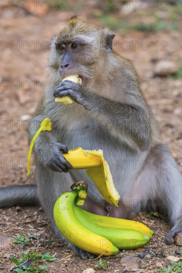 Monkey with banana in temple Wat Sok Tham, macaque, mammal, gazing, gazing, wild, free-living,