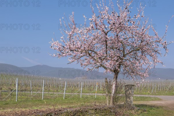 Flowering almond tree (Prunus dulcis) in a vineyard, Southern Palatinate, Rhineland-Palatinate,