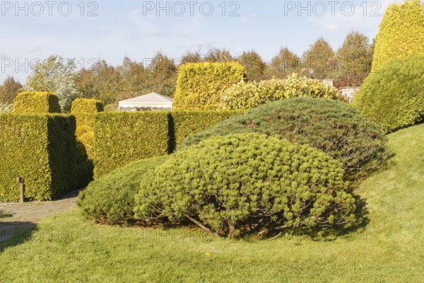 Cottage garden with green lawn, trees, hedges, trimmed bushes and large mountain pines. Modern