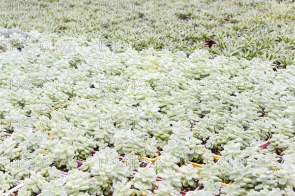 Small succulent plants background. greenhouse, top view, floral texture