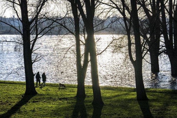 Rhine meadows near Duisburg-Neuenkamp, slight flooding, flooded meadows, bare trees in winter,