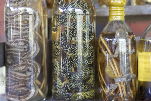 Choum, rice liquor, rice wine with pickled scorpions and snakes for sale, Laos, Asia