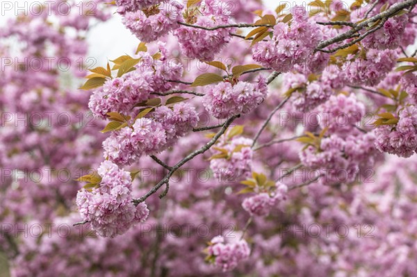 Japanese flowering cherry (Prunus serrulata Kanzan), Emsland, Lower Saxony, Germany, Europe