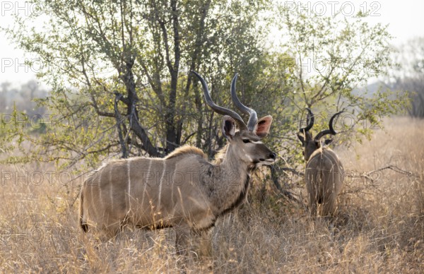 Greater Kudu (Tragelaphus strepsiceros) in dry grass, two adult males, Kruger National Park, South
