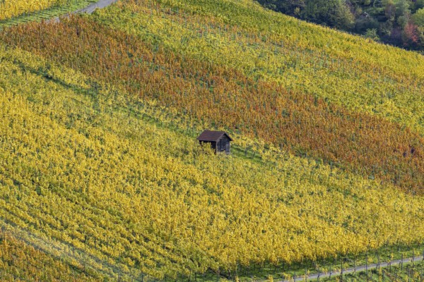 Vineyards in autumn, Rotenberg, Stuttgart, Baden-Württemberg, Germany, Europe