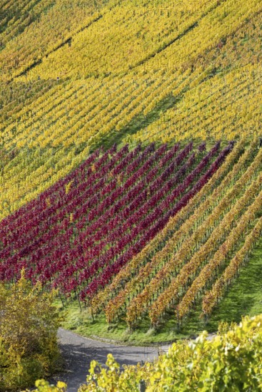 Vineyards in autumn, Rotenberg, Stuttgart, Baden-Württemberg, Germany, Europe