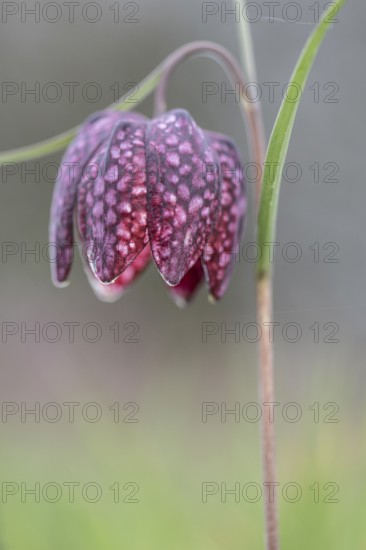 Snake's head fritillary (Fritillaria meleagris), Emsland, Lower Saxony, Germany, Europe