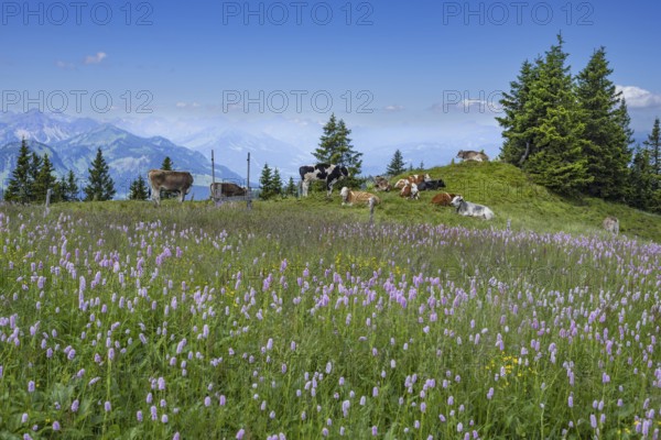 Snake knotweed (Bistorta officinalis), at Wertacher Hörnle, 1695m, behind it the Grünten, 1783m,