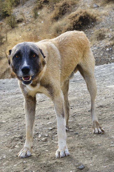 Kangal Shepherd dog along the road, Turkey, Asia