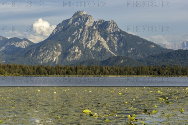 Lake Hopfensee, lakeshore with numerous water lilies, behind it the Säuling, Ammergau Alps, near