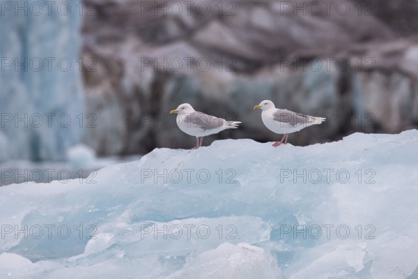 Glaucous gulls (Larus hyperboreus) on an iceberg, in the background edge of Monacobreen,