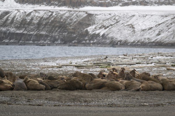 Walrus (Odobenus rosmarus), walrus, wintery headland Ardneset, Svalbard and Jan Mayen archipelago,