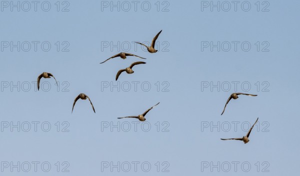 Burchell's sandgrouse (Pterocles burchelli), group in flight, Etosha National Park, Namibia, Africa