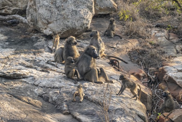 Herd of chacma baboons (Papio ursinus), animal family with adults and cubs, sitting on stones,