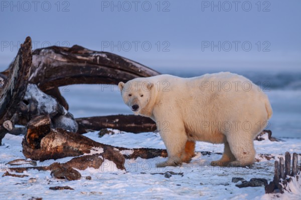 Polar bear (Ursus maritimus), standing in the snow in front of whale bones, evening light, pack