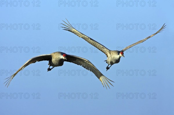 Canada crane, (Grus canadensi), Joe Overstreet Landing, Osceola County, Florida, USA, North America