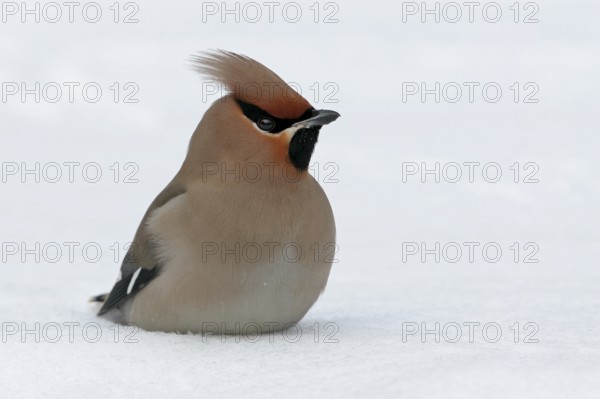 Bohemian waxwing (Bombycilla garrulus), Yes, Bad Dürkheim district, Rhineland-Palatinate, Federal