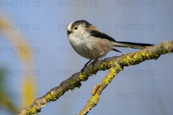 Bearded reedling (Panurus biarmicus), Offstein sewage ponds, Neuhofen, Rhineland-Palatinate,