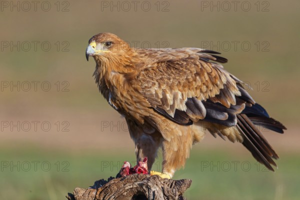 Spanish imperial eagle (Aquila adalberti), El Millaron Imperial Eagle Hid, Salorino, Extremadura