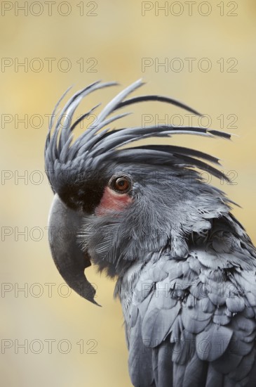 Palm cockatoo (Probosciger aterrimus), portrait, captive, occurring in Australia and New Guinea