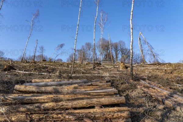 Cleared forest area north of the village of Hirschberg, Soest district, dead spruce stands were