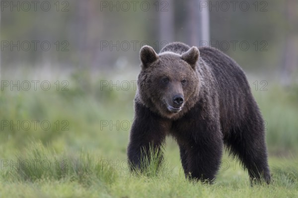 Brown bear (Ursus arctos) in the Finnish taiga, Kuusamo, Finland, Europe