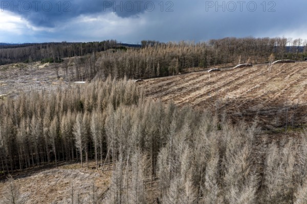 Area in the Arnsberg Forest near Warstein-Sichtigvor, Soest district, over 5000 young trees were