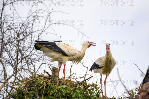 White storks, in the stork care centre Wesermarsch, near Berne, on the river Berne, up to 50 pairs