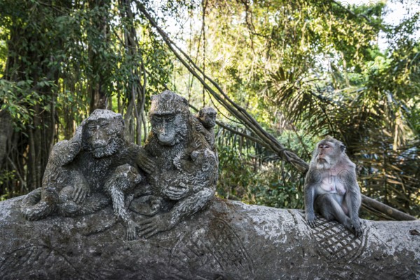 Macaque (Macaca), monkey, monkey, animal, macaque, wildlife, nature, wild, mammal, fauna,