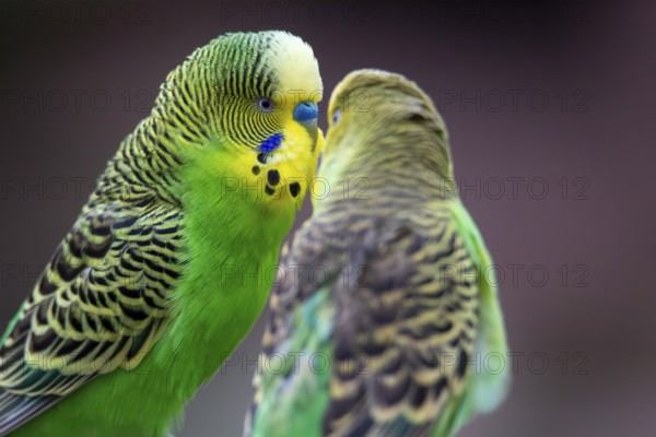 Close-up of two budgies that obviously like each other