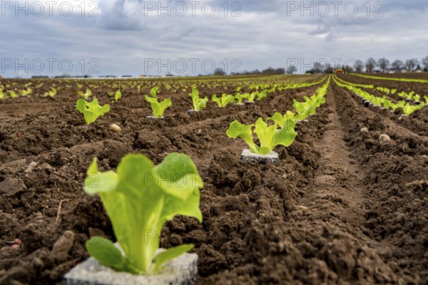 Lettuce plants, in press pots, they are planted in a field with a planting machine, agriculture,