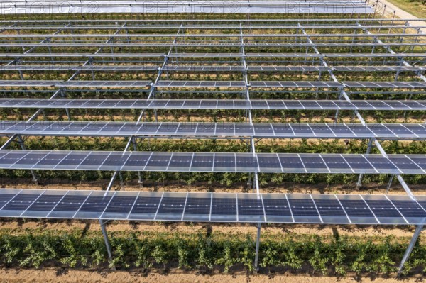 Agri-photovoltaic test plant, an apple orchard with two different systems of PV modules was roofed