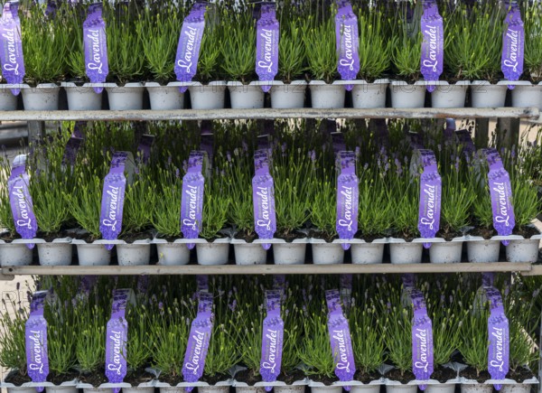 Horticultural company, lavender plants, in flower pots, outdoors, are packed for transport to the